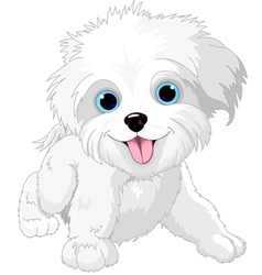 Playful lap-dog vector image