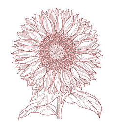 Floral sketch vector image