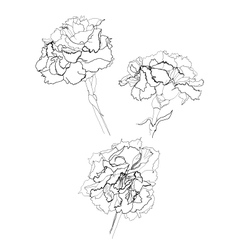 Carnation vector image