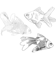 Hand drawing gold fishes vector image