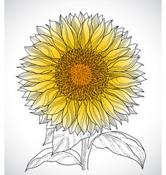 Floral sketch vector image