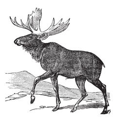 Moose vintage engraving vector image