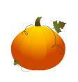 Pumpkin vector image