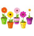 Daisies in pots with pictures vector image