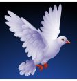 White dove vector image