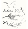 Sketch branch sakura flowers vector image