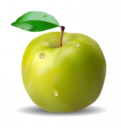 Apples vector image