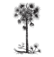 Cabbage Palm vintage engraving vector image