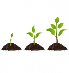 Plant life process vector image