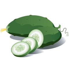 Cucumber vector image