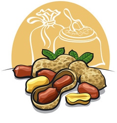 Peanuts vector image