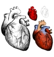 Realistic heart vector image