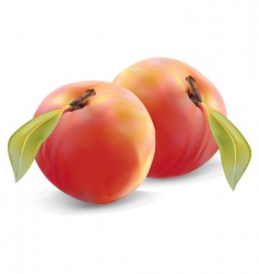 Peaches and leaves vector image