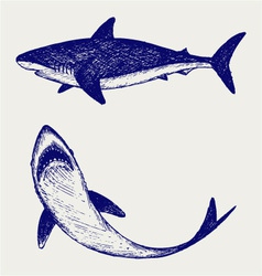 Reef Shark vector image