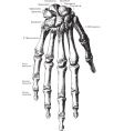 Vintage hand skeleton vector image