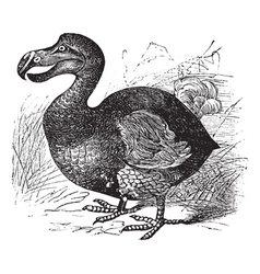 Dodo vintage engraving vector image