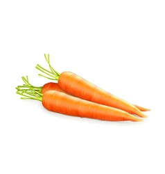 Carrots vector image