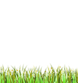 Green Grass vector image
