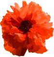 Red poppy vector image
