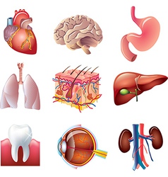 Bodyparts set vector image