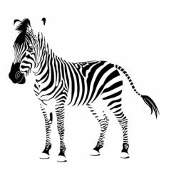 Zebra white vector image