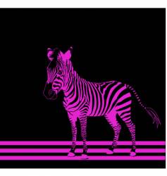 Zebra pink vector image