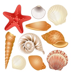Seashells collection vector image
