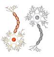 Neuron cell vector image