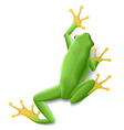 Green frog vector image