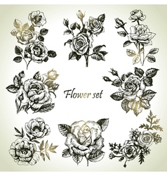 Floral set hand drawn of roses vector image
