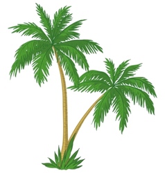 Palm trees vector image