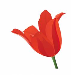 Red tulip vector image