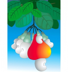 Cashew nut vector image