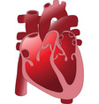 Heart vector image