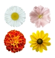 Summer flowers vector image