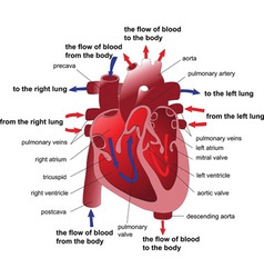 Heart section vector image