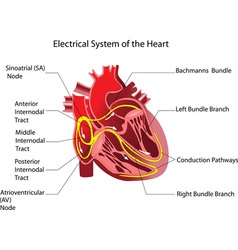 Heart vector image