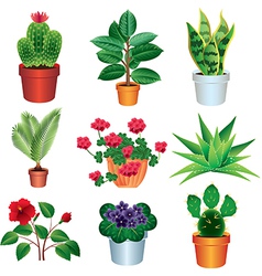 Home plants vector image
