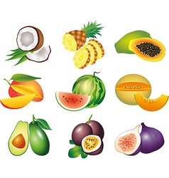 Fruits exotic set vector image