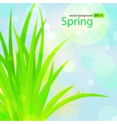 Spring grass with water drops vector image