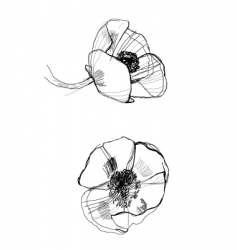 Drawing poppy vector image