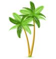 Tropical palm trees vector image