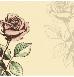 Vintage roses background vector image