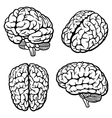 Human Brain vector image