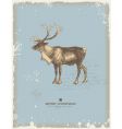 Reindeer vector image