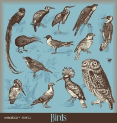 Birds vector image