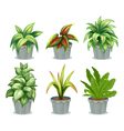 Green leafy plants vector image