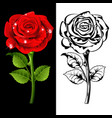Roses vector image
