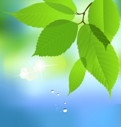 Leaf with water drop vector image