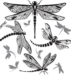 Set of decorative dragonflies vector image
